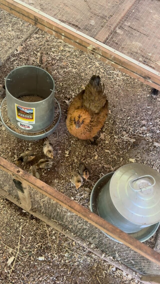 13 baby chicks!! We snuck them under this booty hand, and she thinks she hatched all of them! She’s taking wonderful care of them! #love #backyardchickens #broody
