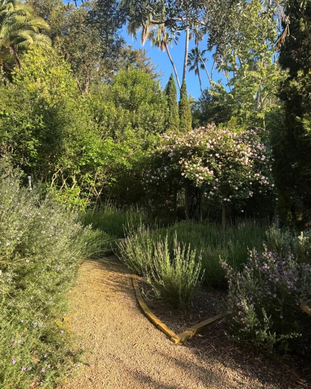 The garden in bloom!  So grateful for its beauty. #garden #flowers #beauty #wildlifehabitat